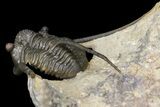 Cyphaspis Trilobite With Translucent Shell - Foum Zguid, Morocco #163373-3